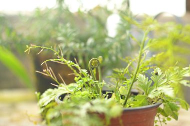 eğrelti otu genç sürgünler. yeşil eğrelti otu bahar bahçesi