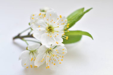 Beyaz arka planda kiraz ağacının tam çiçeklenme.