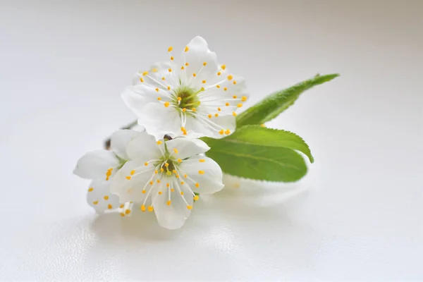 Floração cheia de cerejeira no fundo branco . — Fotografia de Stock