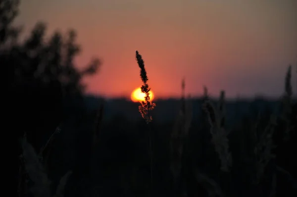 Gün batımında kuru çim, yaz günbatımı gökyüzü arka plan.makro closeup çayırüzerinde yabani çiçekler. Yumuşak odak. Güle Güle Yaz — Stok fotoğraf