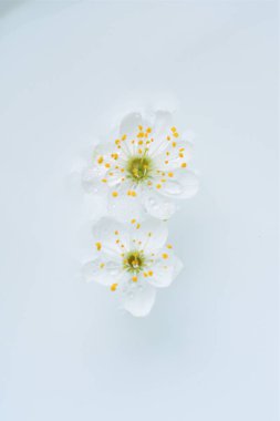 Bahar çiçeği, seçici odak. makro kiraz