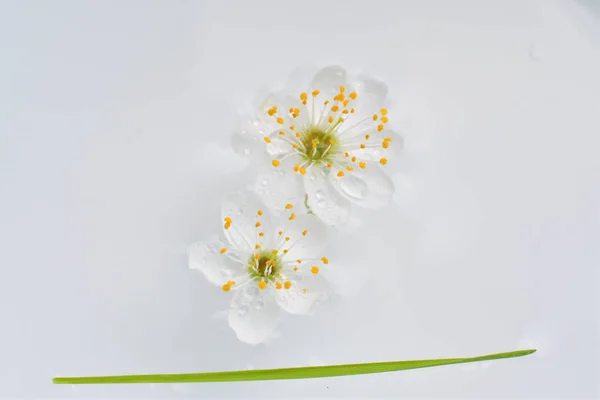 Flor de primavera, foco seletivo. cereja macro — Fotografia de Stock