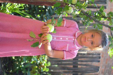 Apple Orchard'da Apple'lı kız. Meyve Bahçesinde Organik Elma Yiyen Çocuk. Hasat Konsepti.