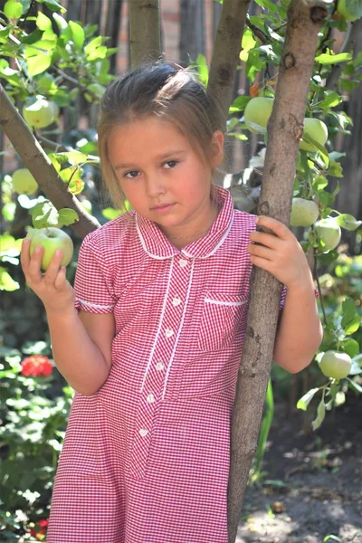 Κορίτσι με μήλο στον οπωρώνα της Μήλου. Παιδί που τρώει βιολογικά μήλα στο περιβόλι. Ιδέα συγκομιδής. — Φωτογραφία Αρχείου