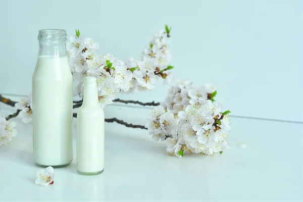 Duas garrafas de leite fresco com flores de damasco no fundo branco. Leite fresco da quinta. Produtos lácteos . — Fotografia de Stock