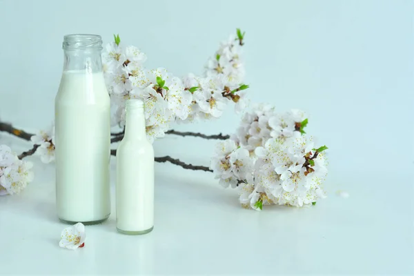 흰색 배경에 살구 꽃이있는 신선한 우유 두 병. 농장에서 신선한 우유. 유제품. — 스톡 사진