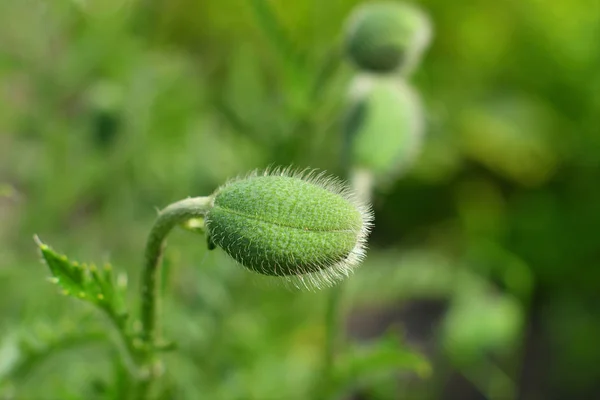 Amapola bud.Unopened flor de amapola cerrada aislada en el fondo verde — Foto de Stock