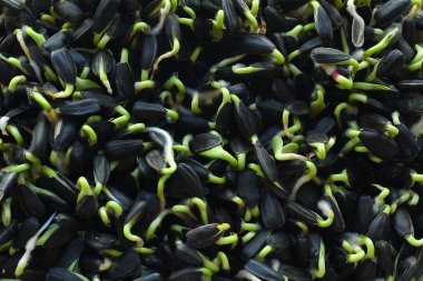 Ayçiçeği Filizi.mikroyeşil Yaprak Lar Arka Plan.filiz sebze keten mat üzerinde yüksek kaliteli organik bitki tohumu çimlenmiş .