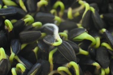 Ayçiçeği Filizi.mikroyeşil Yaprak Lar Arka Plan.filiz sebze keten mat üzerinde yüksek kaliteli organik bitki tohumu çimlenmiş .