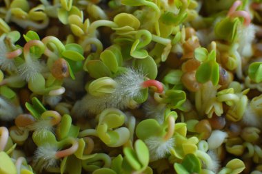 Mikro yeşillikler filizlenir. Makro. Sağlıklı beslenme konsepti