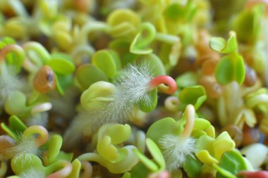 Mikro yeşillikler filizlenir. Makro. Sağlıklı beslenme konsepti