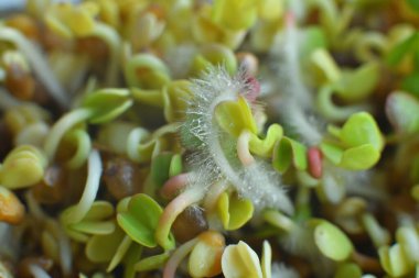 Mikro yeşillikler filizlenir. Makro. Sağlıklı beslenme konsepti