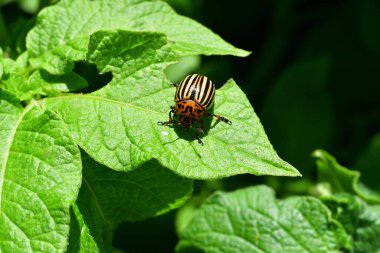 Colorado patates böceği patates yaprağı yer, patates püresi, bulanık arka plan. Yaklaş. Anlaşıldı Macro.