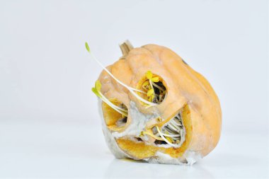 Beyaz bir zemin üzerinde çürümüş Cadılar Bayramı balkabağı. Göz çukurları ve ağızdan çıkan tohumlar. Berbat bir kabak.