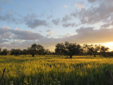 El Campo 'daki Atardecer