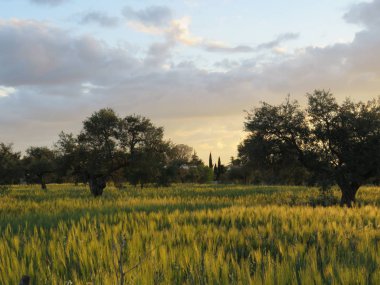 El Campo 'daki Atardecer