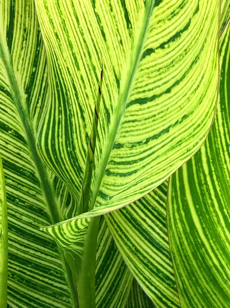 Foto Einer Pflanze Mit Erstaunlich Schönen Linien — Stockfoto