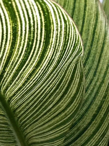 Foto Einer Pflanze Mit Erstaunlich Schönen Linien — Stockfoto