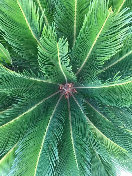 植物的照片与惊人的美丽线条 — 图库照片