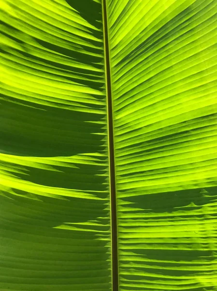 Foto Einer Pflanze Mit Erstaunlich Schönen Linien — Stockfoto