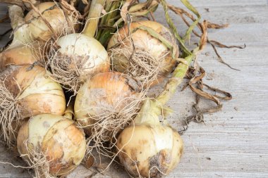 Tahta panele serpilmiş yeşil saplı, kökü ve kumlu topraklı beyaz soğan hasadı..
