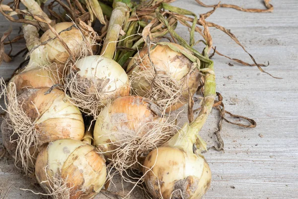 Unearthed Harvest Sweet White Onions Green Stalks Roots Sandy Soil — Stock Photo, Image