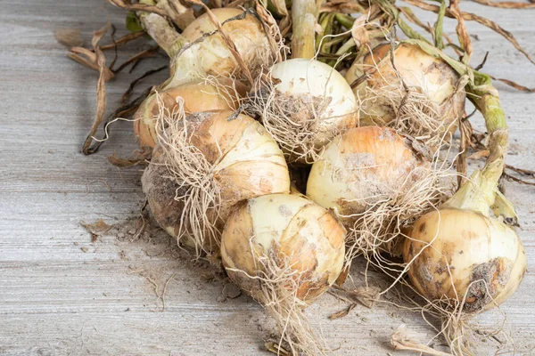 Unearthed Harvest Sweet White Onions Green Stalks Roots Sandy Soil — Stock Photo, Image