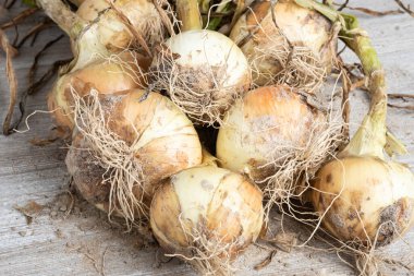 Tahta panele serpilmiş yeşil saplı, kökü ve kumlu topraklı beyaz soğan hasadı..