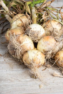 Tahta panele serpilmiş yeşil saplı, kökü ve kumlu topraklı beyaz soğan hasadı..