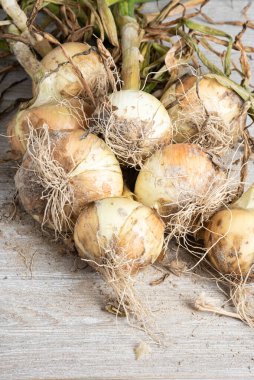 Tahta panele serpilmiş yeşil saplı, kökü ve kumlu topraklı beyaz soğan hasadı..