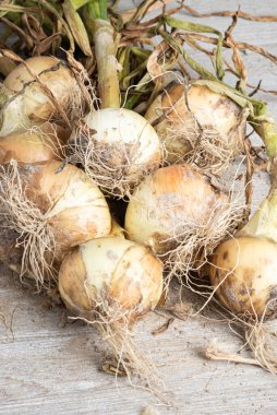Tahta panele serpilmiş yeşil saplı, kökü ve kumlu topraklı beyaz soğan hasadı..