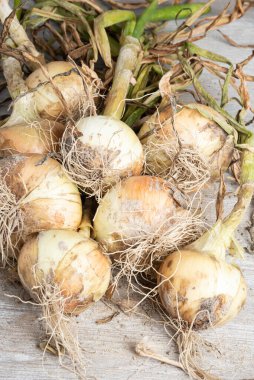 Tahta panele serpilmiş yeşil saplı, kökü ve kumlu topraklı beyaz soğan hasadı..