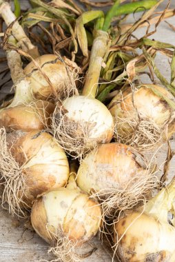 Tahta panele serpilmiş yeşil saplı, kökü ve kumlu topraklı beyaz soğan hasadı..