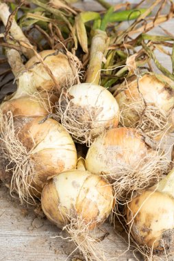 Tahta panele serpilmiş yeşil saplı, kökü ve kumlu topraklı beyaz soğan hasadı..