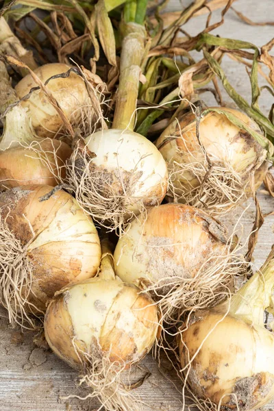 An unearthed harvest of sweet white onions with green stalks, roots and sandy soil set on a wood panel.