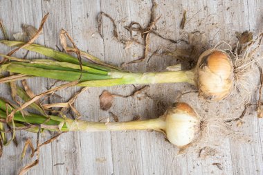 Topraktan çıkarılmış bir çift beyaz soğan yeşil sapları, kökleri ve kumlu toprağı ahşap panele serpiştirilmiş..
