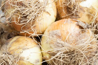 Sığ derinlikte makro çekim ya da taze topraktan yeni çıkarılmış beyaz soğan hasadı sapları, kökleri ve tahta paneldeki kumlu toprağın seçici odağı..