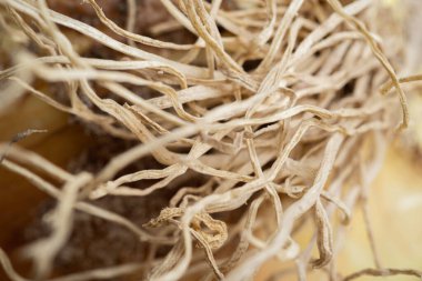 Macro shot with shallow depth or selective focus of freshly unearthed harvest of sweet white onions with stalks, roots, and sandy soil on wood panel. clipart