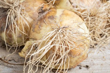 Sığ derinlikte makro çekim ya da taze topraktan yeni çıkarılmış beyaz soğan hasadı sapları, kökleri ve tahta paneldeki kumlu toprağın seçici odağı..