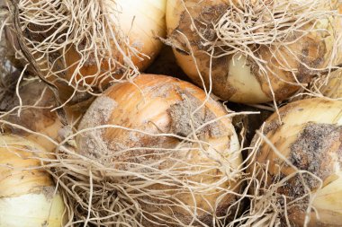 Macro shot with shallow depth or selective focus of freshly unearthed harvest of sweet white onions with stalks, roots, and sandy soil on wood panel. clipart