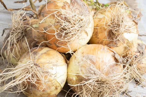 Macro Shot Shallow Depth Selective Focus Freshly Unearthed Harvest Sweet — Stock Photo, Image