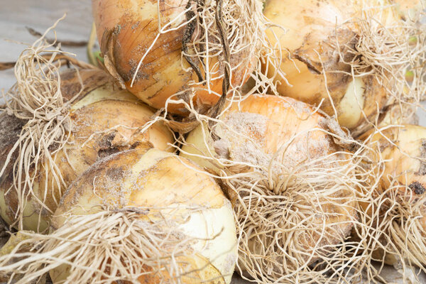 Macro shot with shallow depth or selective focus of freshly unearthed harvest of sweet white onions with stalks, roots, and sandy soil on wood panel.