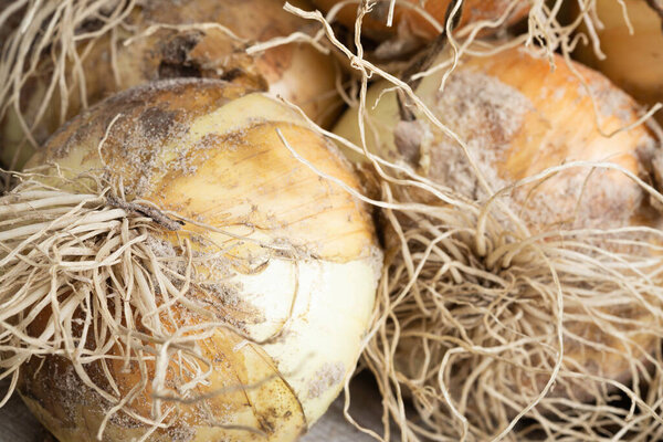 Macro shot with shallow depth or selective focus of freshly unearthed harvest of sweet white onions with stalks, roots, and sandy soil on wood panel.