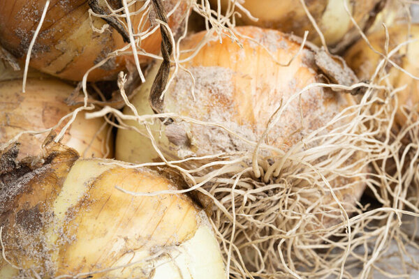 Macro shot with shallow depth or selective focus of freshly unearthed harvest of sweet white onions with stalks, roots, and sandy soil on wood panel.