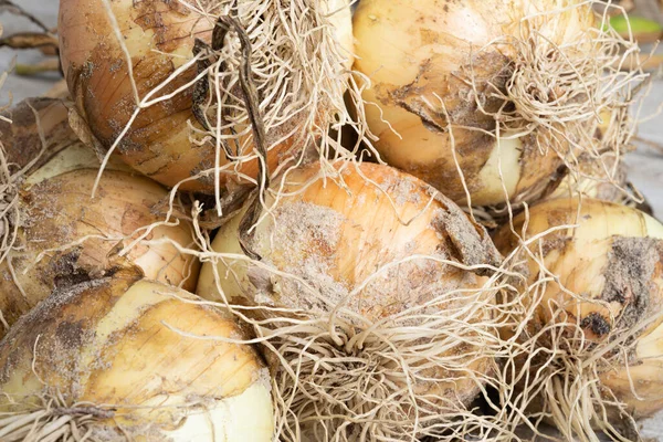 Macro Shot Shallow Depth Selective Focus Freshly Unearthed Harvest Sweet — Stock Photo, Image