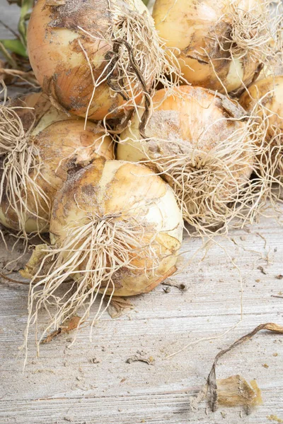 Macro Shot Shallow Depth Selective Focus Freshly Unearthed Harvest Sweet — Stock Photo, Image