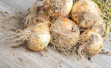 Sığ derinlikte makro çekim ya da taze topraktan yeni çıkarılmış beyaz soğan hasadı sapları, kökleri ve tahta paneldeki kumlu toprağın seçici odağı..