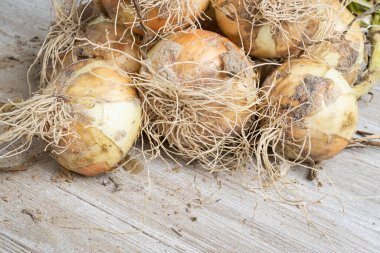 Sığ derinlikte makro çekim ya da taze topraktan yeni çıkarılmış beyaz soğan hasadı sapları, kökleri ve tahta paneldeki kumlu toprağın seçici odağı..