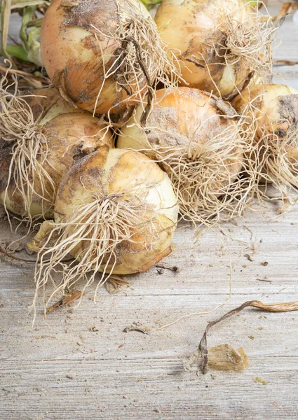 Macro Shot Shallow Depth Selective Focus Freshly Unearthed Harvest Sweet — Stock Photo, Image