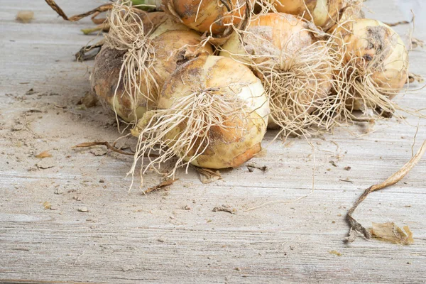 Macro Shot Shallow Depth Selective Focus Freshly Unearthed Harvest Sweet — Stock Photo, Image